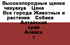 Высокопородные щенки чихуахуа › Цена ­ 25 000 - Все города Животные и растения » Собаки   . Алтайский край,Алейск г.